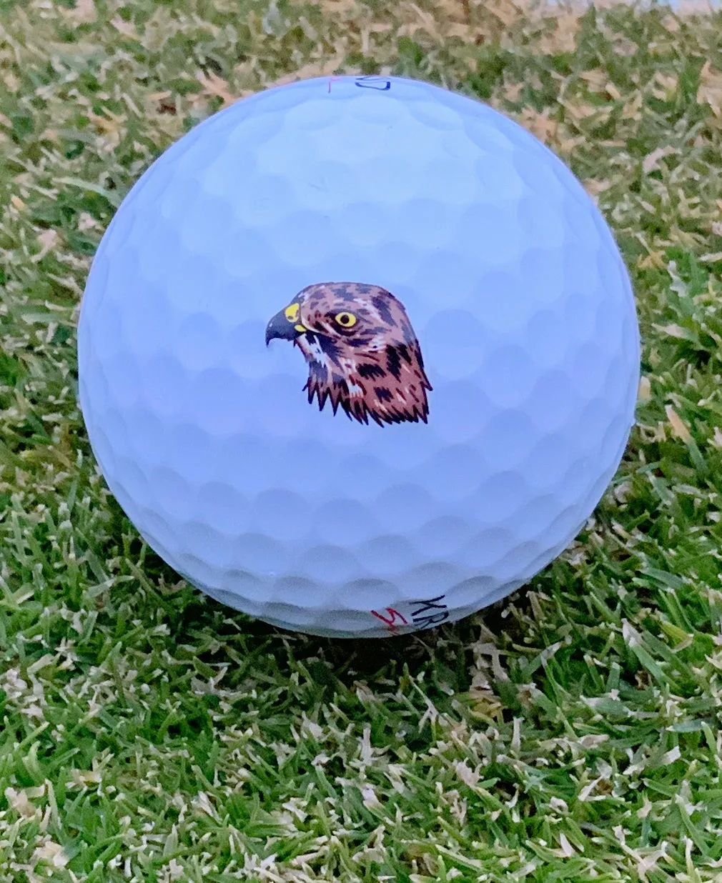 Hawk